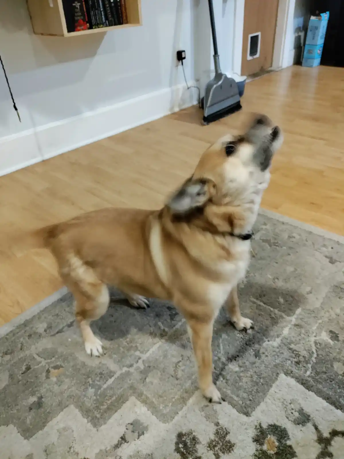 A tan and white dog stands on a patterned rug indoors, looking upward with its head tilted back and mouth slightly open. The…