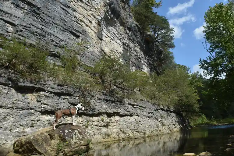 A brown and white dog wearing a harness stands confidently on a large rock beside a river, looking out at a steep, layered…