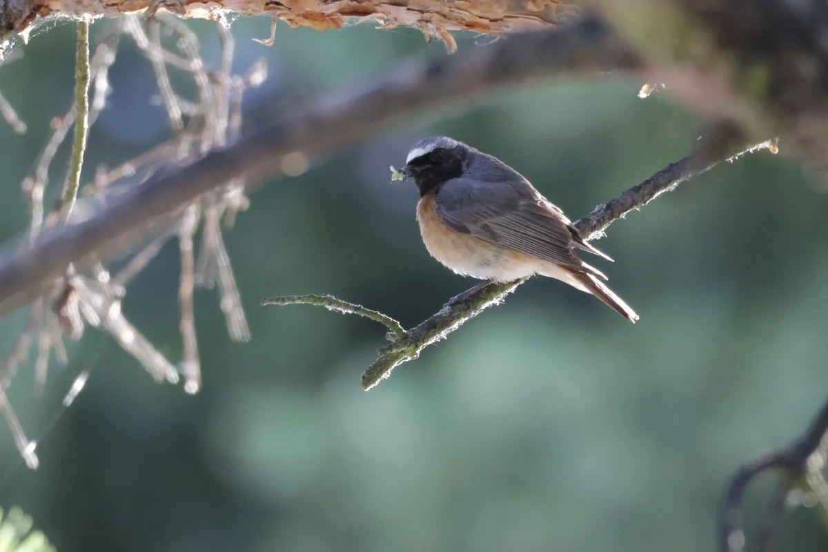 Nature moment of the day #31 - Will you join me in sharing?