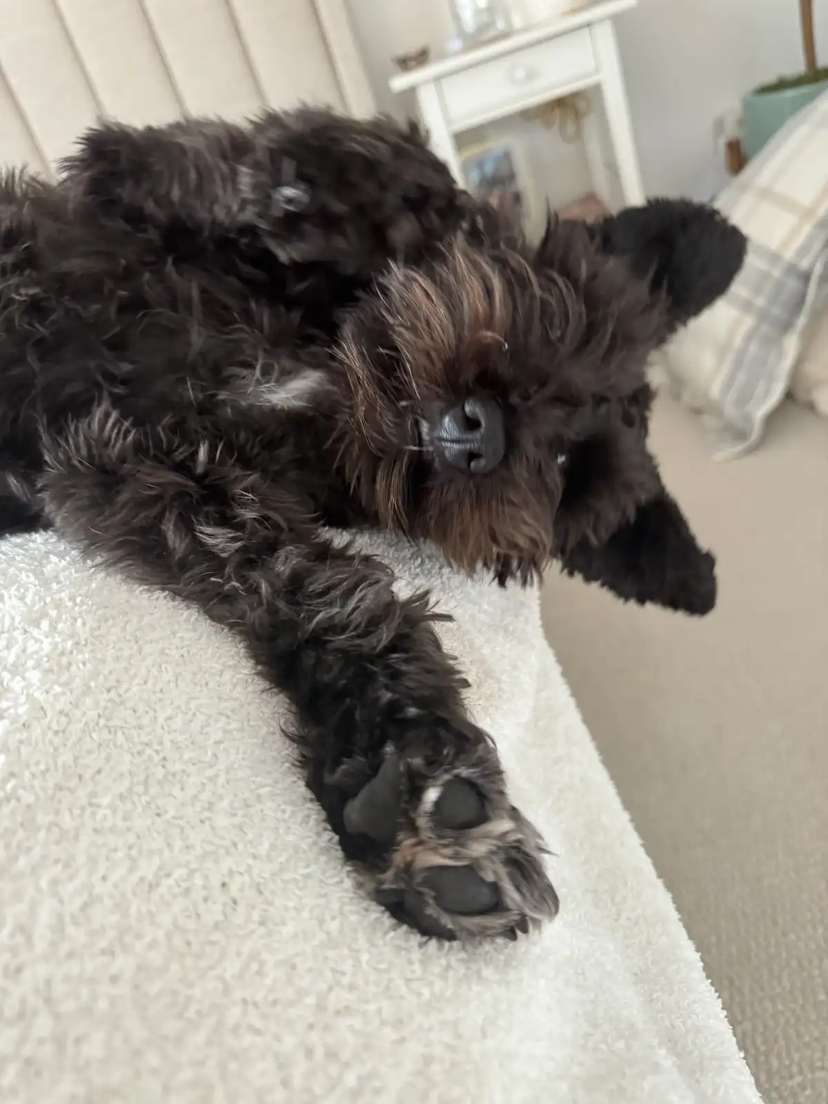 A black, fluffy dog with a scruffy face and one ear flopped over is lying on its side on a white fluffy blanket, appearing…