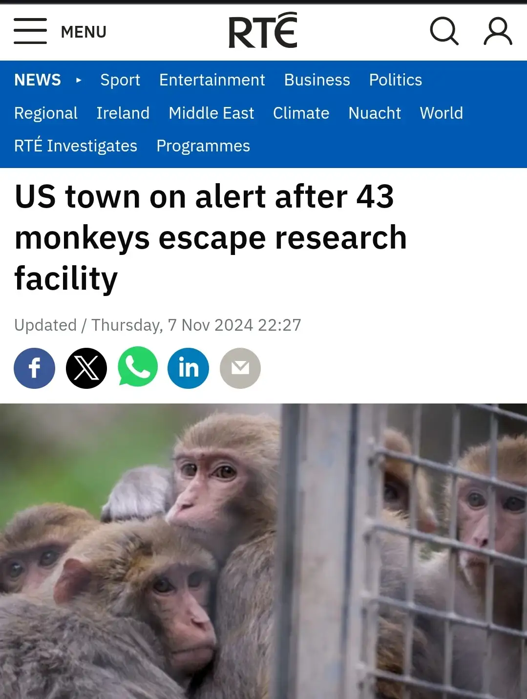 A screenshot of an RTE news article header showing a headline about 43 escaped monkeys, overlaid with a photo of several…