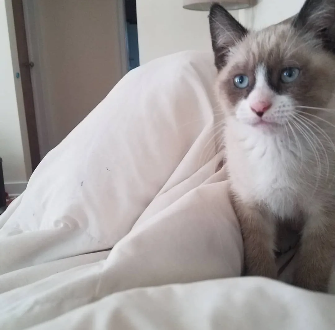 A close-up photo of a fluffy, light-brown and white cat with striking blue eyes, peeking out from under a white blanket. The…