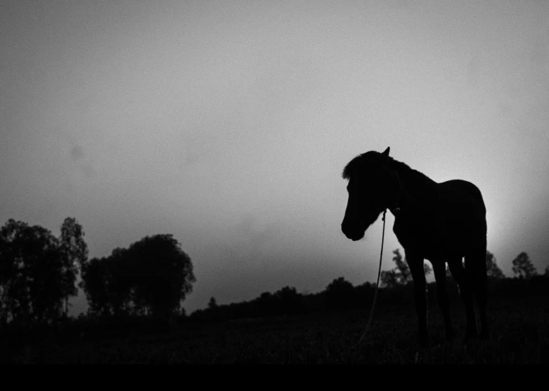 A black-and-white photo shows the silhouette of a horse standing alone in a field at dusk or dawn, with trees visible in the…
