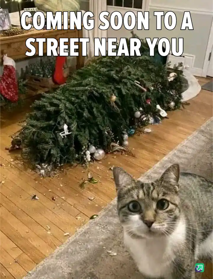 A tabby cat with wide, innocent eyes stares at the camera from a rug, while behind it lies a large, discarded Christmas tree…