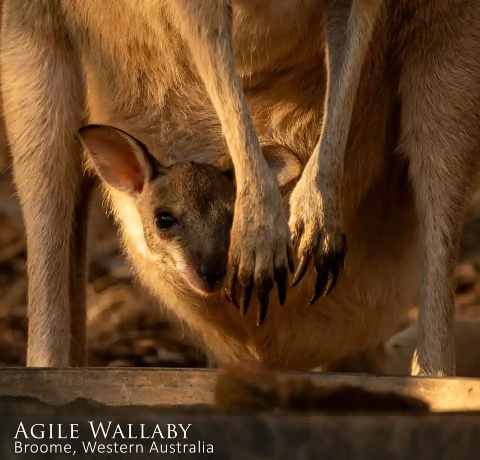 A close-up photo shows a small agile wallaby joey peeking out from its mother's pouch, with the mother's large paws hanging…