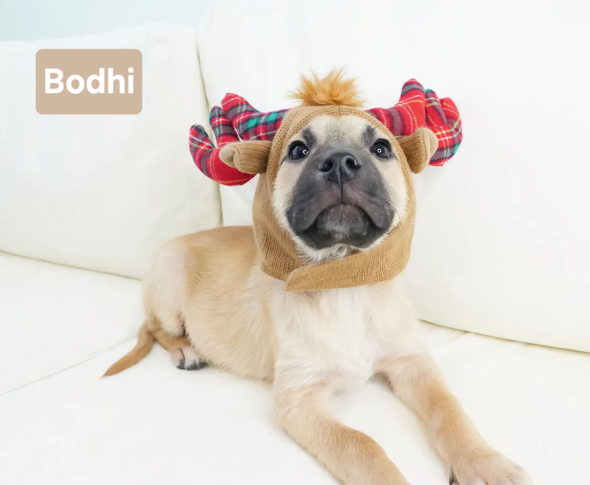 A light brown dog named Bodhi, likely a French bulldog, is lying on a white couch wearing a festive moose costume with red…