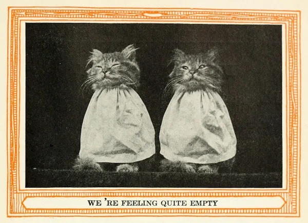 Two fluffy cats wearing white dresses sit side by side against a dark background, framed by an ornate orange border. The…