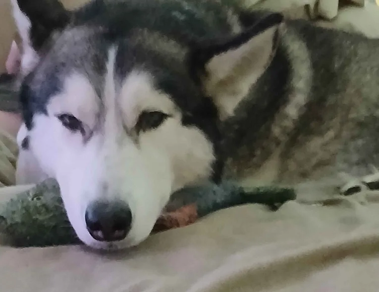 a husky dog with black and white fur is lying down on a beige blanket, resting its head on a green and orange chew toy. Its…