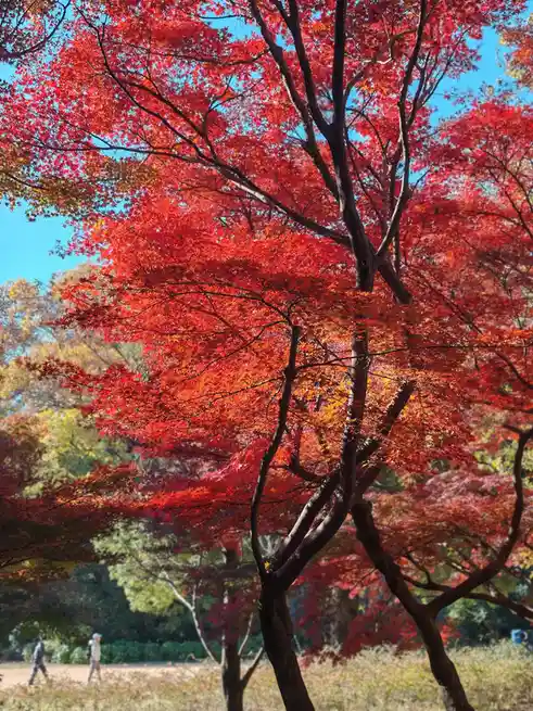 A vibrant photo of a tree with brilliant red autumn leaves against a clear blue sky, with blurred people walking in the…