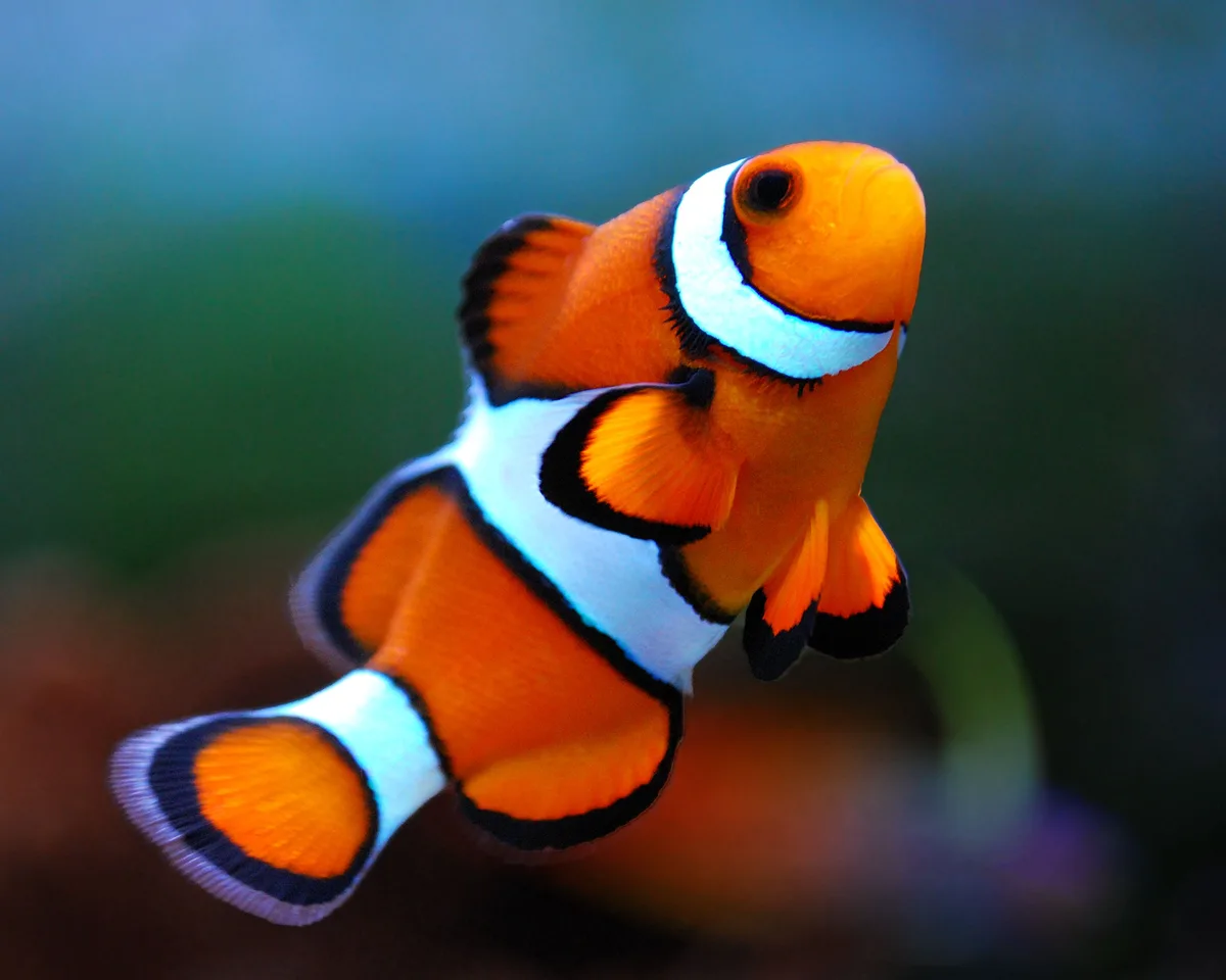 Meet the Colorful Clownfish of the Ocean