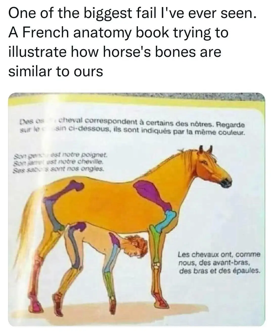 An anatomy diagram from a French book shows a horse and a human side-by-side, with bones highlighted in matching colors to…