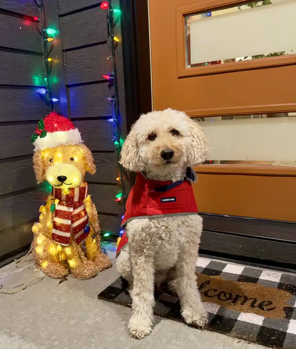 A fluffy white dog wearing a red vest sits on a checkered welcome mat in front of a door, next to a lit-up Christmas dog…