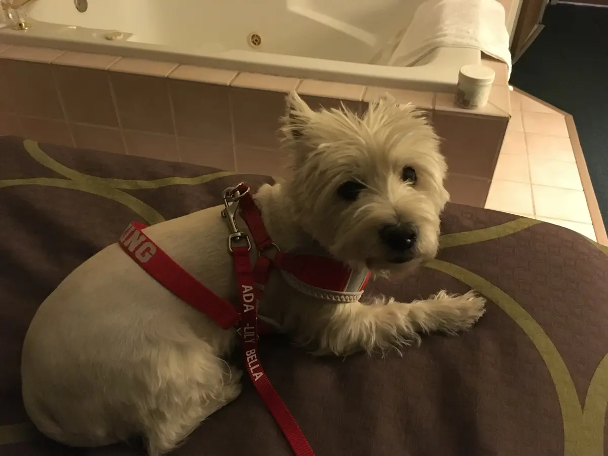 A small white dog wearing a red harness with the name 'ADA - LILY BELLA' printed on it lies on a patterned bedspread in a…