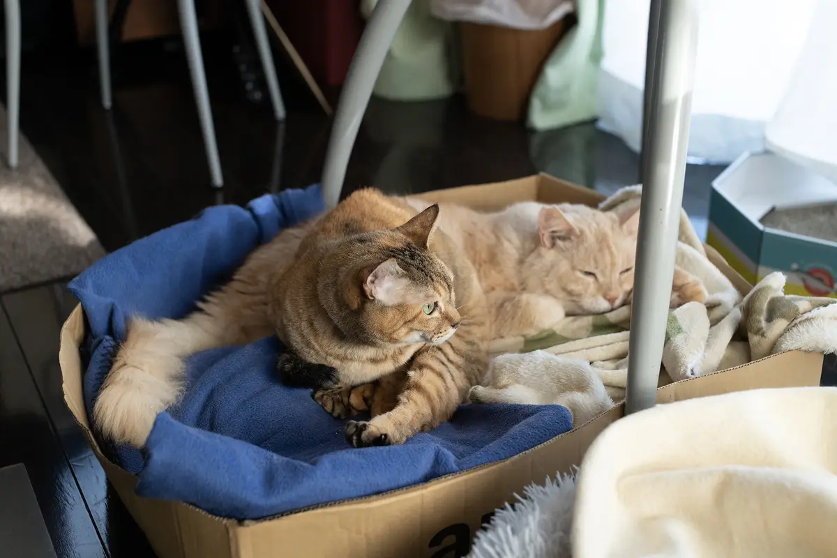 Two cats are in a cardboard box lined with blankets; one is awake and alert, the other is sleeping. The awake cat has green…