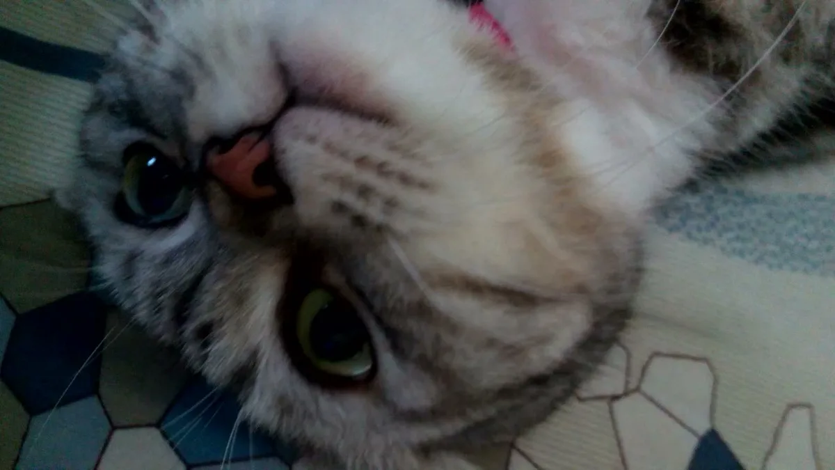 a close-up, upside-down photo of a fluffy tabby cat with wide, expressive green eyes looking directly at the camera, lying…