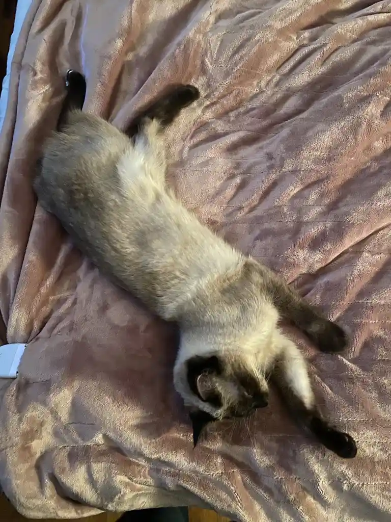 A siamese cat is lying on its back on a pinkish-brown quilted blanket, legs splayed out, appearing very relaxed and possibly…
