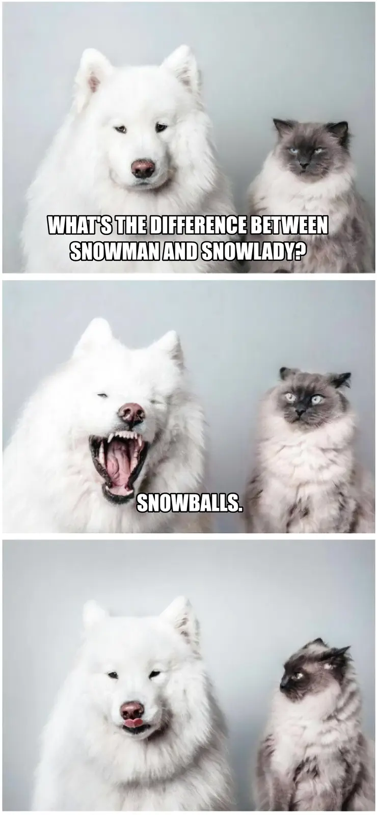 A three-panel meme featuring a white Samoyed dog and a gray cat against a plain background. In the first panel, the dog…