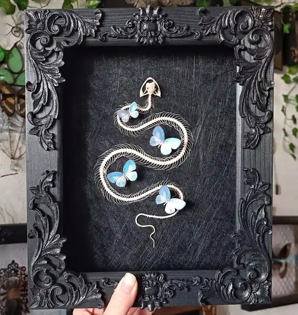 A black ornate frame holds a preserved snake skeleton coiled on a dark background, adorned with four light blue butterflies…