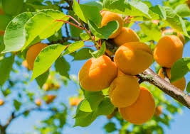 A close-up photograph shows a cluster of ripe, orange apricots hanging from a tree branch, surrounded by green leaves…