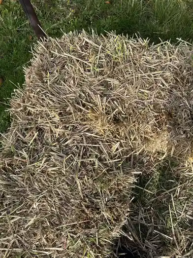A pile of cut, dry grass clippings sits on a green lawn, with a wooden post partially visible in the upper left. Overlaid…