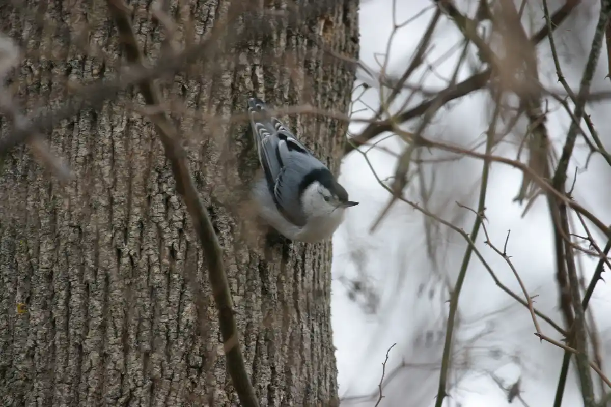 A small white-breasted nuthatch clings vertically to the rough bark of a tree trunk, surrounded by bare branches and a snowy…