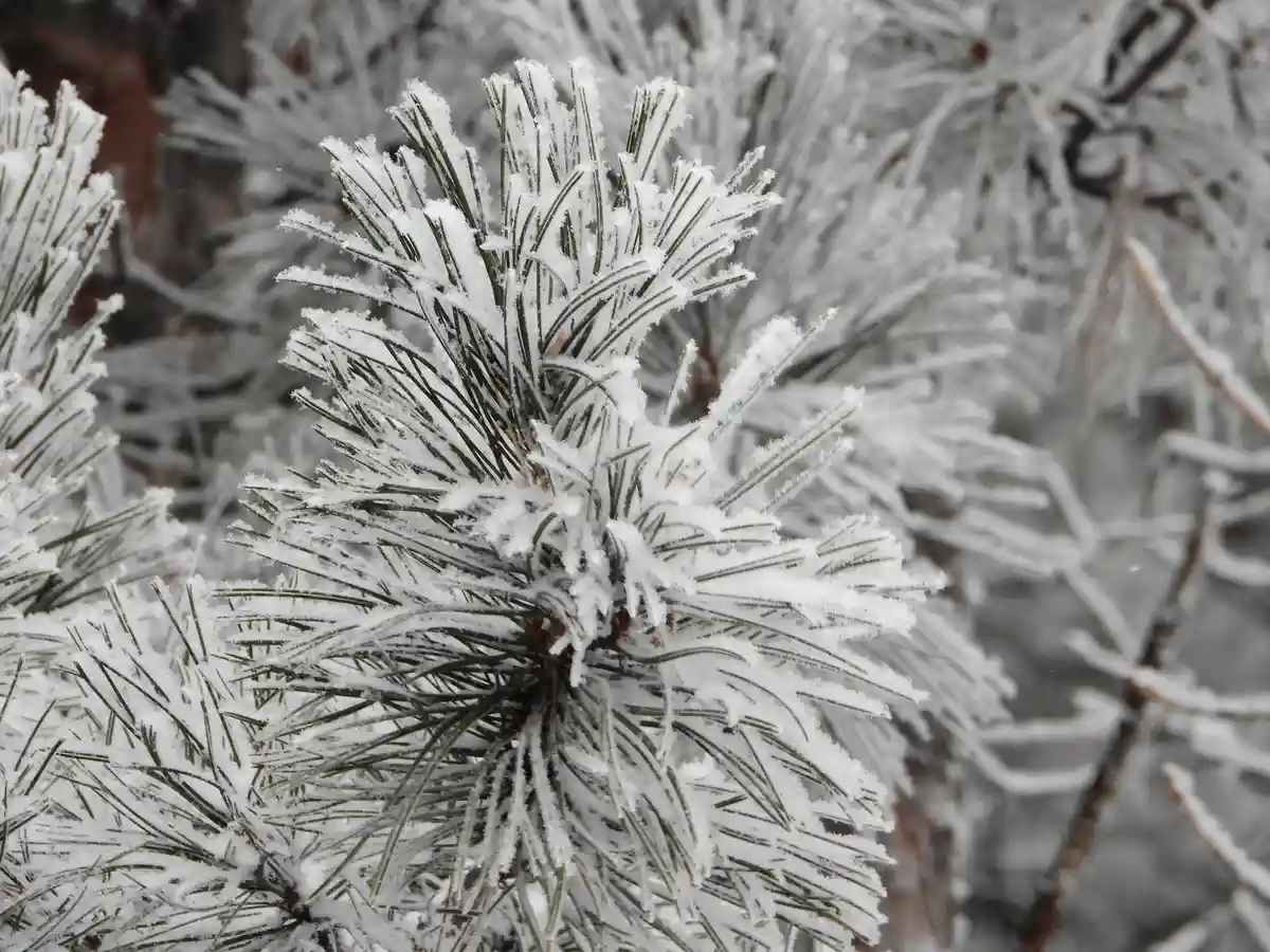 A close-up photograph shows a pine tree branch covered in a thick layer of frost or snow, with individual needles clearly…