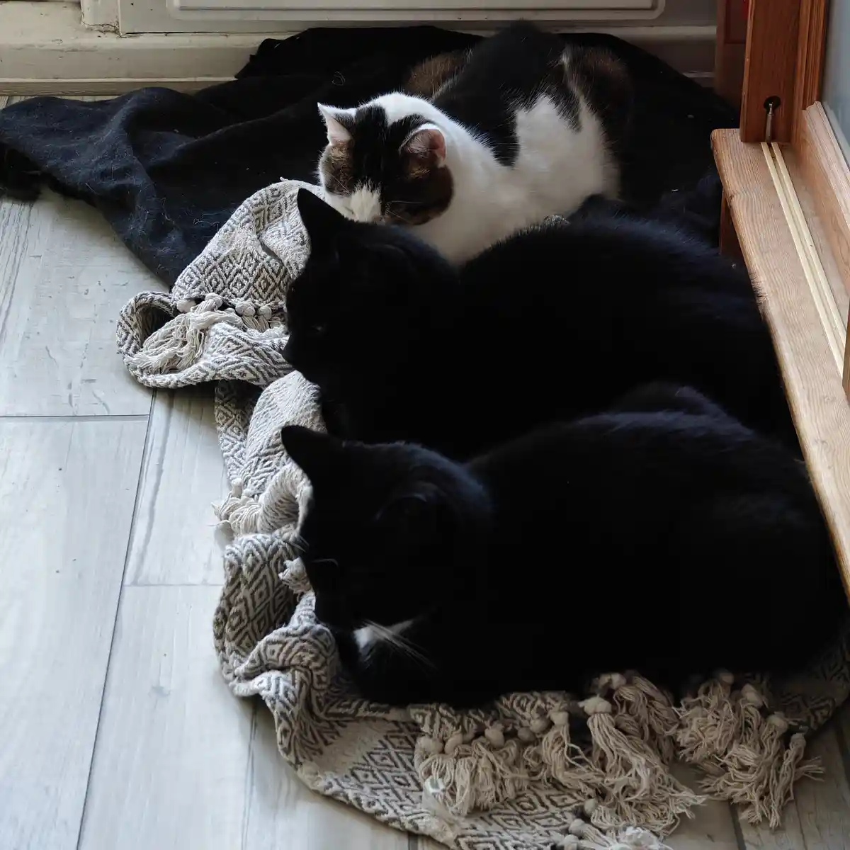 Three cats are lounging together on blankets near a window: one calico cat at the back, and two black cats in front, all…