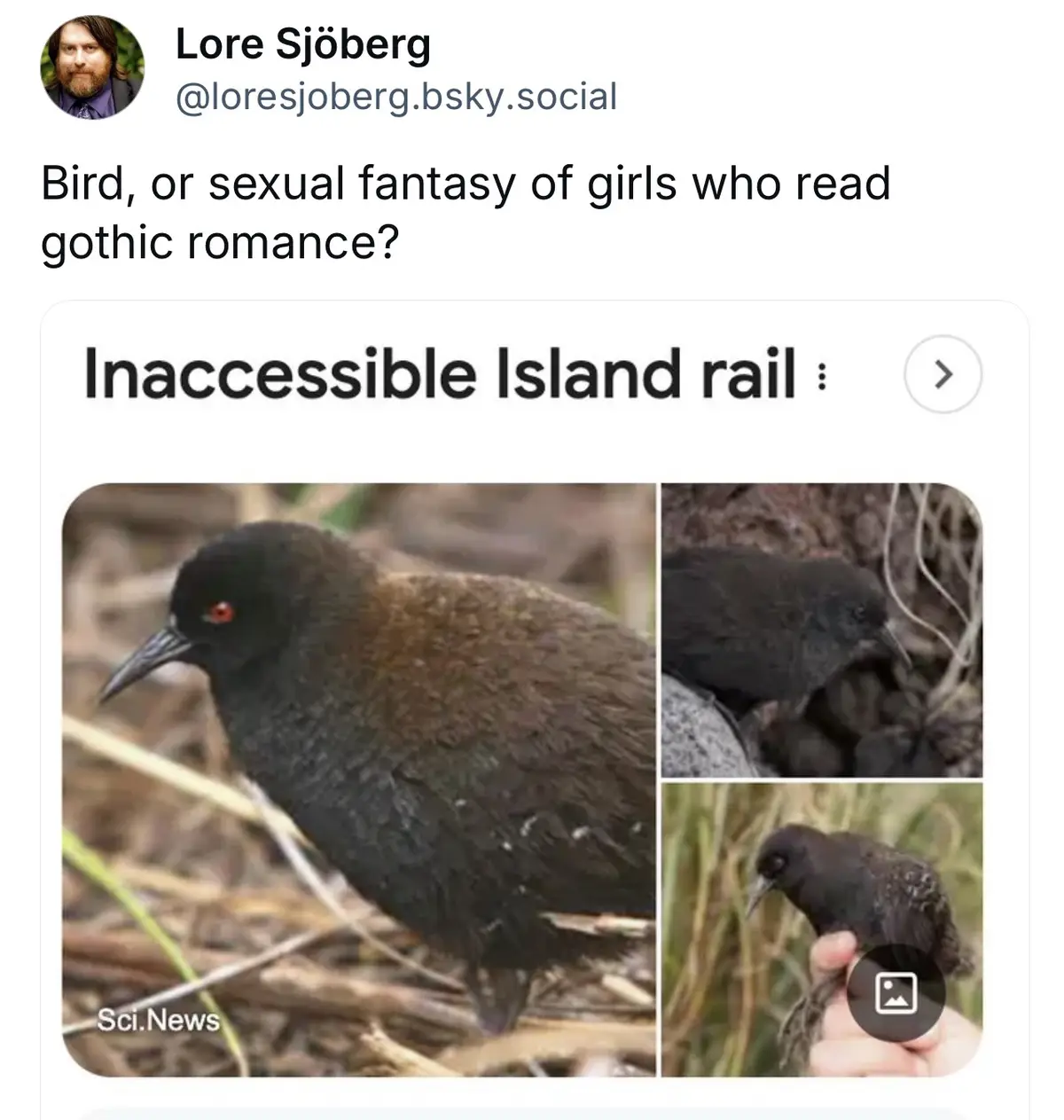 The image displays a collage of three photos of a small, dark-feathered bird with a sharp beak and red eyes, identified as…