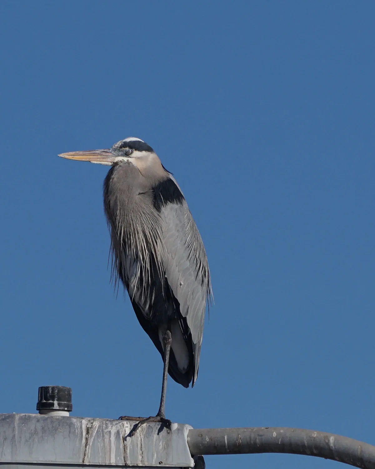 The Majestic Great Blue Heron: A Bird of Elegance
