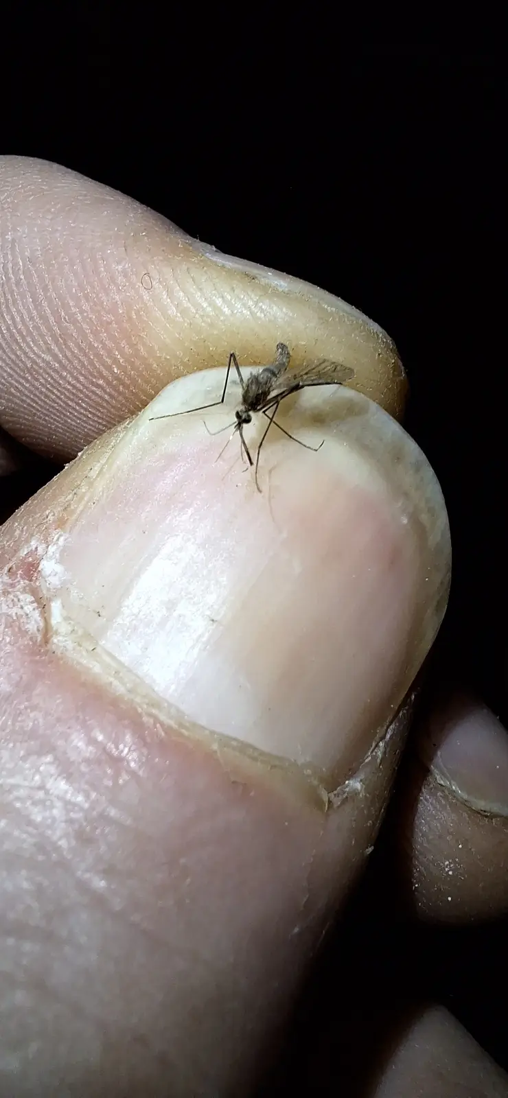 A close-up photo shows a small mosquito perched on the tip of a human thumb, with the thumb's skin texture and fingernail…