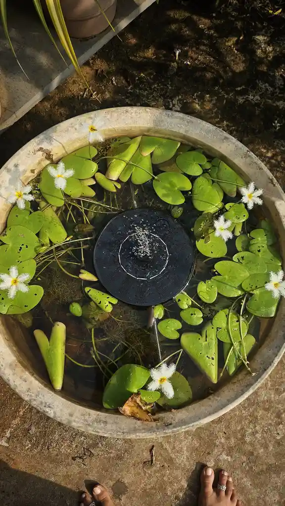 An overhead shot of a small, weathered concrete basin filled with water, green lily pads, and white water lilies. A black…