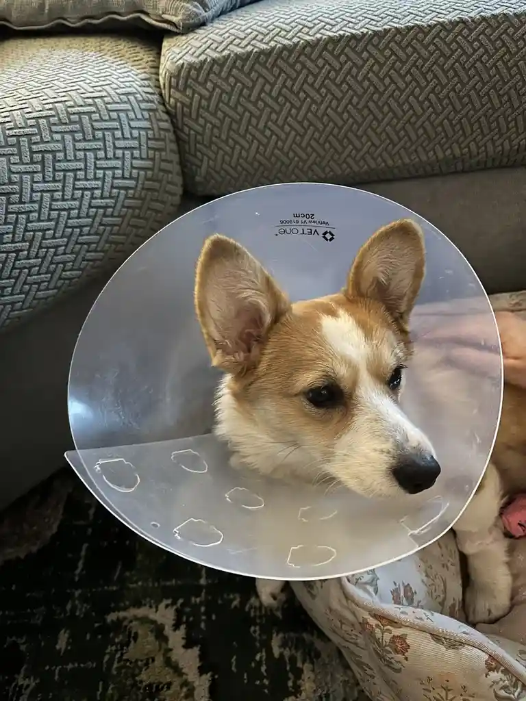 A corgi dog with tan and white fur is wearing a clear plastic veterinary cone (Elizabethan collar) while sitting on a…