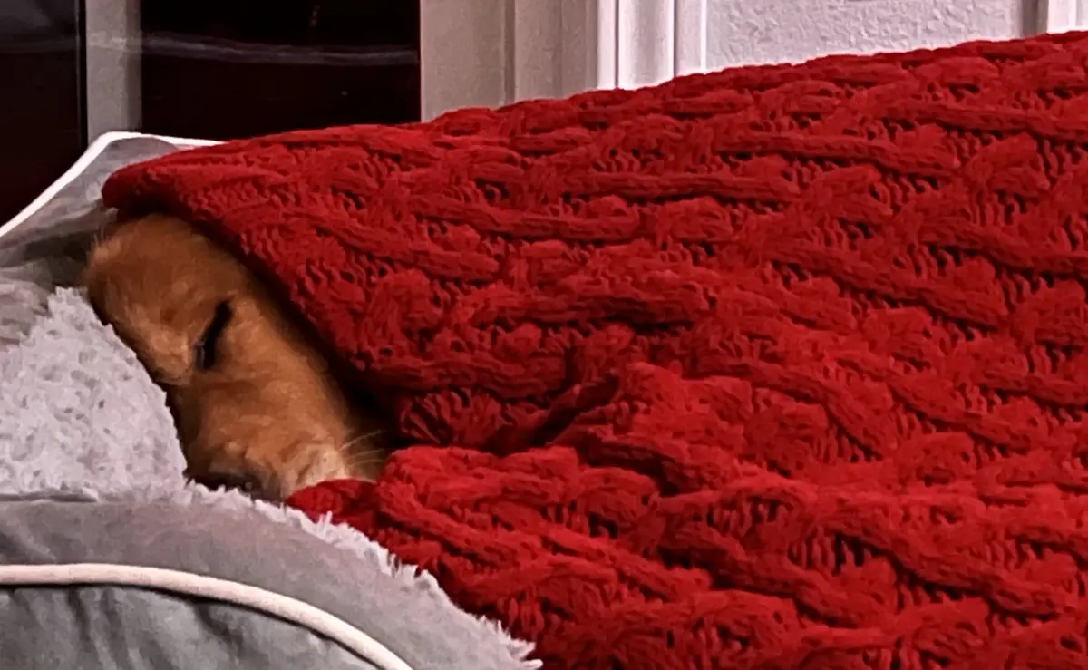 A golden-furred dog is sleeping with only its head visible, peeking out from under a thick, textured red blanket on a grey…