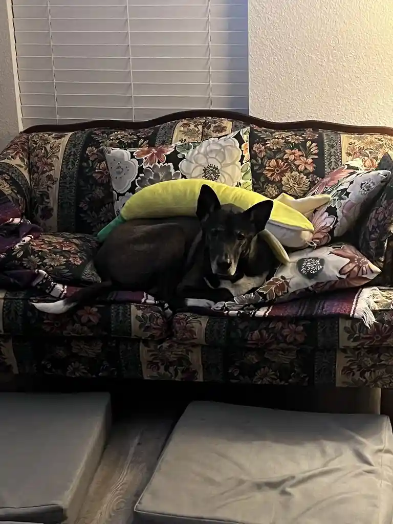 A black and white dog is lying on a floral-patterned couch surrounded by pillows, including a yellow banana-shaped one. The…