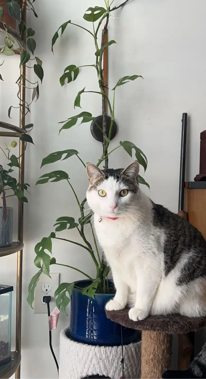 A white and gray tabby cat with yellow eyes sits calmly on a brown cat tree perch, positioned directly beside a large blue…