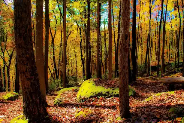 A Journey Through the Forest: Nature's Wonderland