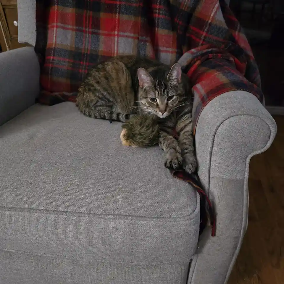 A tabby cat with green eyes is curled up on a grey fabric armchair, partially covered by a red, black, and grey plaid…