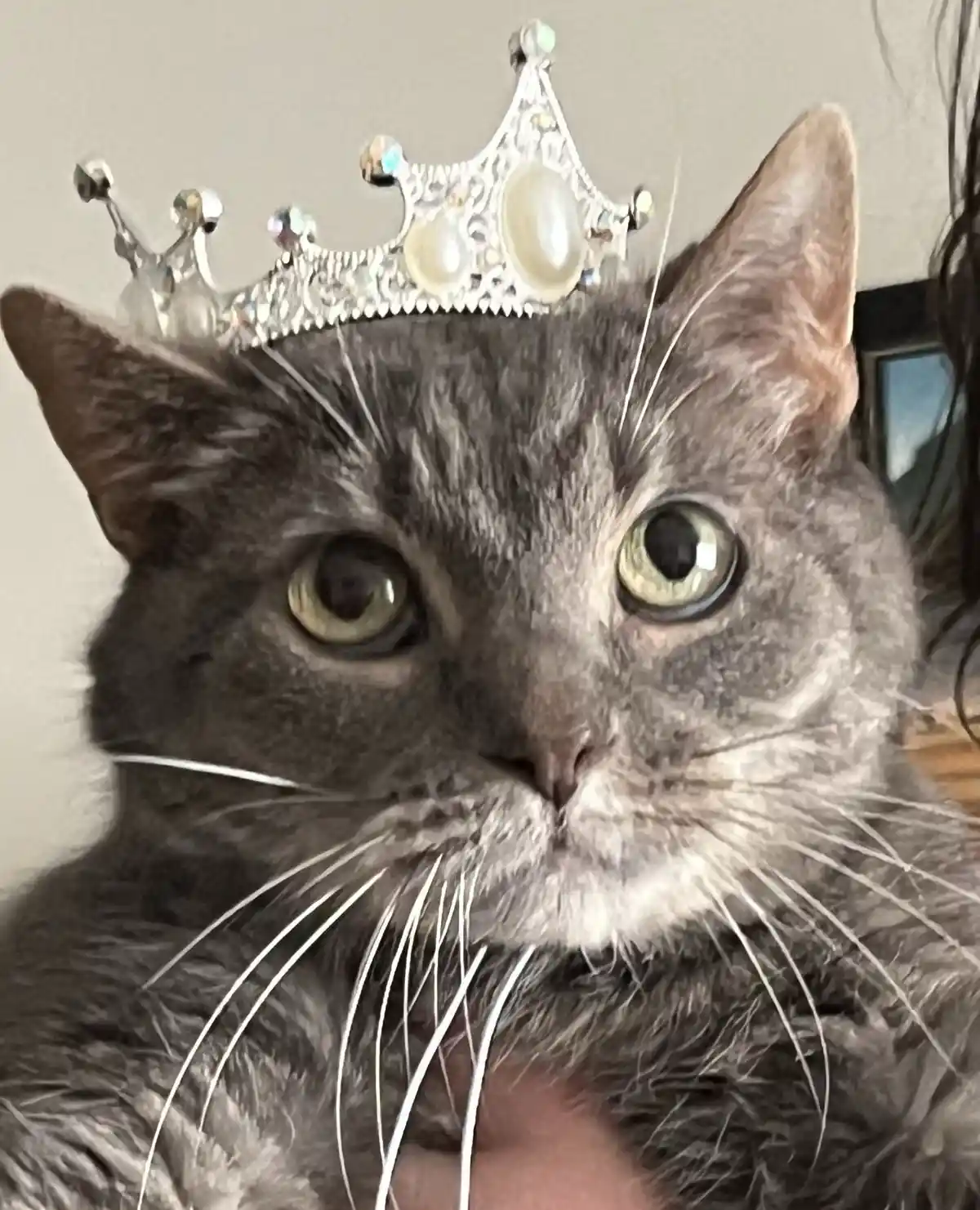 A close-up photo of a gray cat with wide, unimpressed green eyes, wearing a small, ornate silver tiara adorned with pearls…