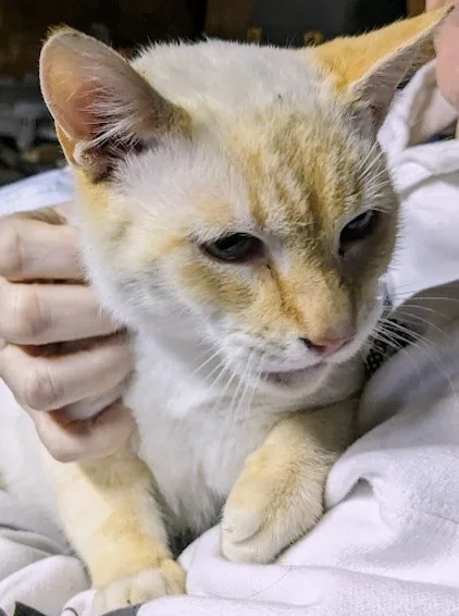 Urgent Call for Help: Found a Lost Kitty, Seeking His Family