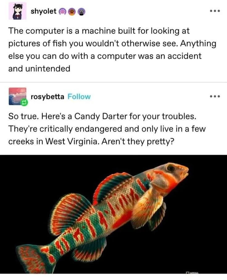 A screenshot of a social media conversation where one user claims computers are only for viewing obscure fish pictures, and…