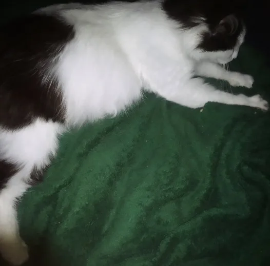 A black and white cat is lying on a dark green blanket, appearing relaxed or asleep. The image has text overlaid that reads…