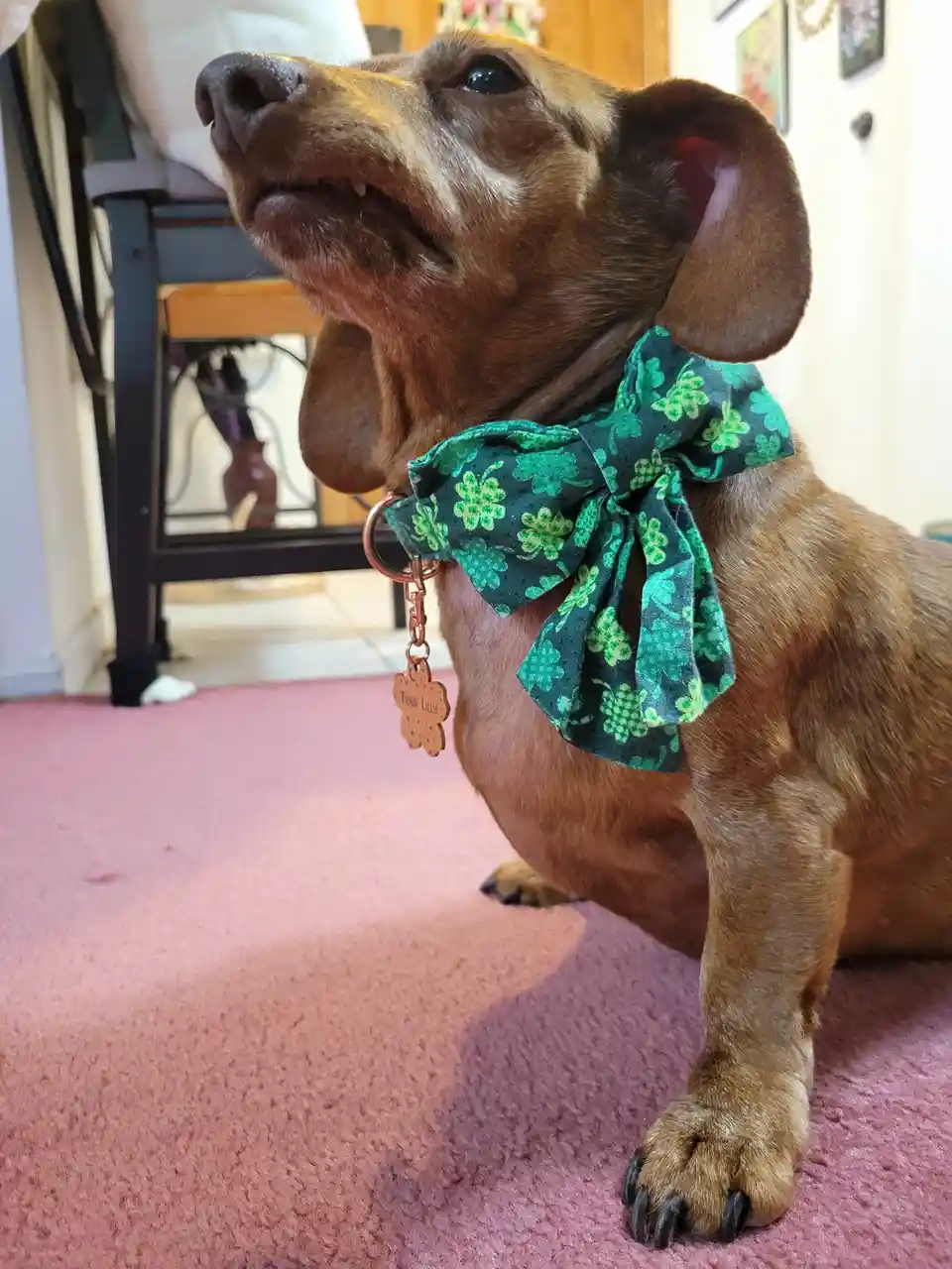 A brown dachshund sits on a pink carpet, looking upward with a slightly open mouth, wearing a large green bow tie with…