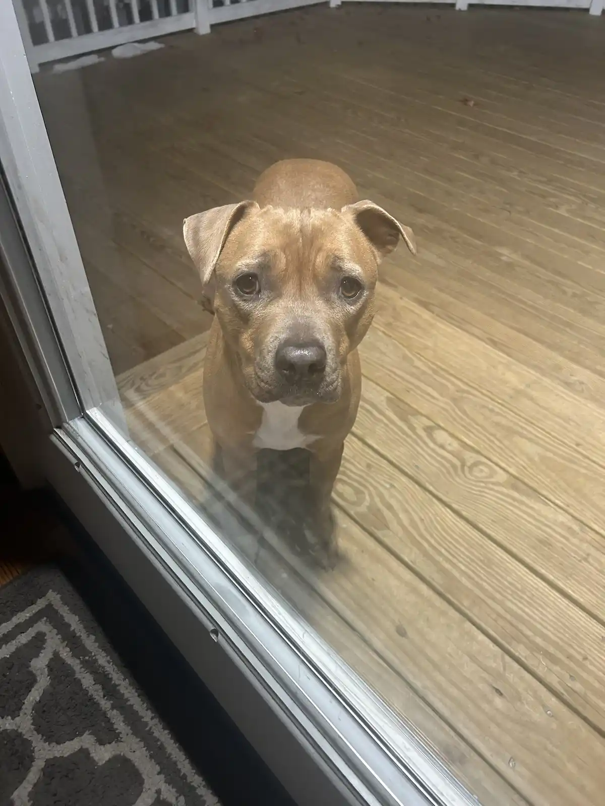 A brown dog with a white chest stands on a wooden deck outside a glass door, looking directly at the camera with a pleading…