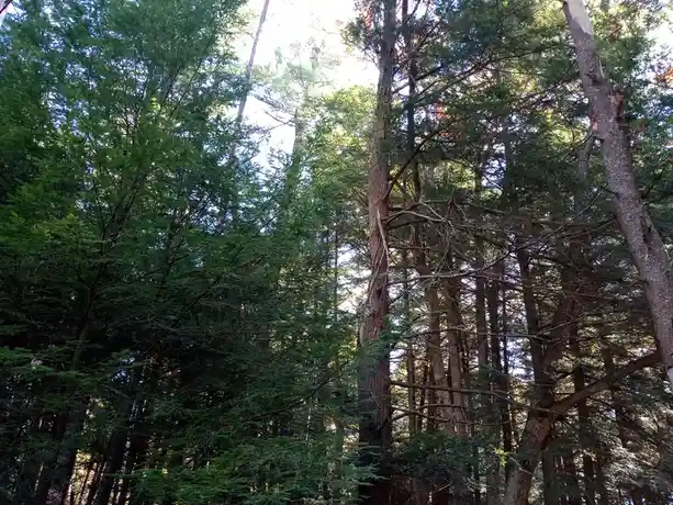 A photo of a dense forest with tall trees and green foliage, with sunlight filtering through the canopy. Overlaid text reads…