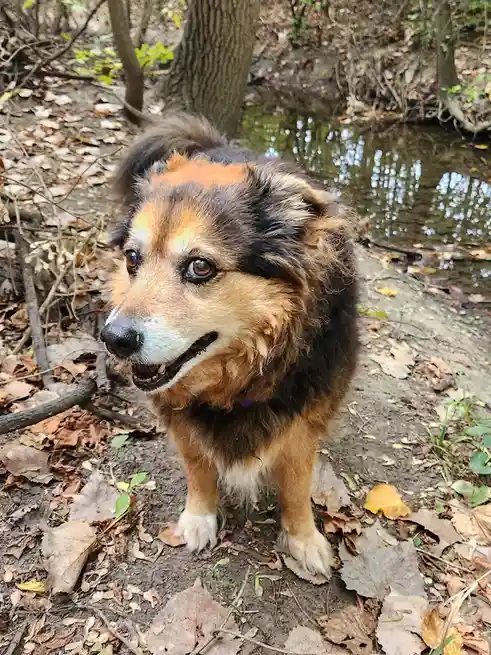 A medium-sized, fluffy dog with brown, black, and white fur stands in a forest near a shallow stream, surrounded by fallen…