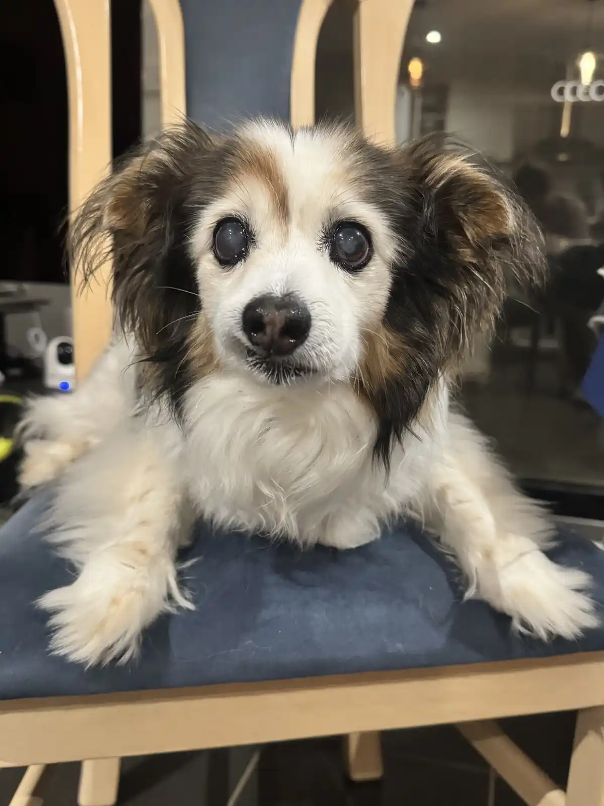 A small, fluffy dog with large, expressive eyes sits on a blue chair, looking directly at the camera with an innocent…