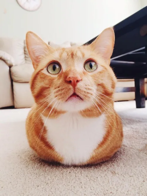 An orange and white cat sits on a carpet with wide, startled eyes and a slightly open mouth, looking directly at the camera…