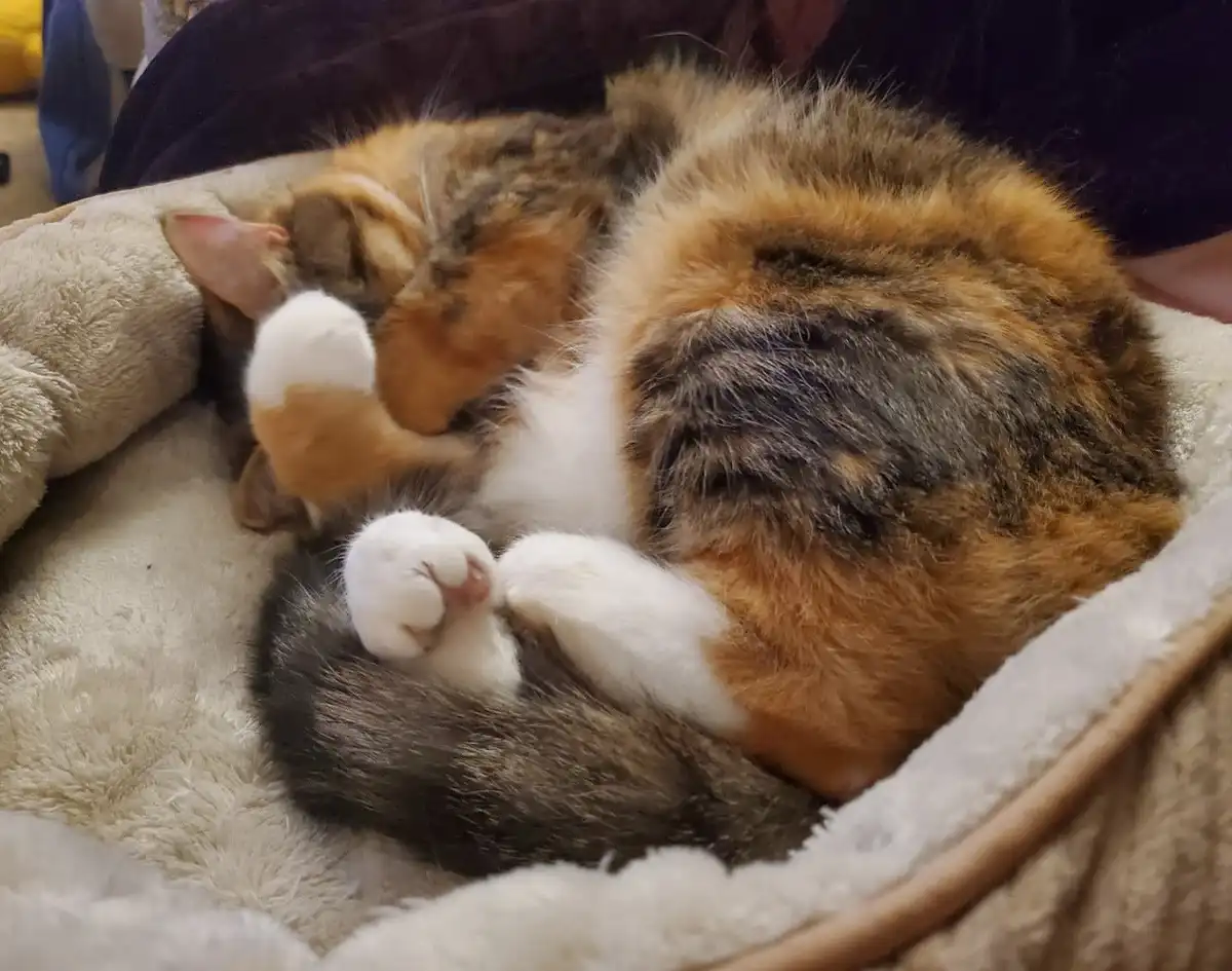 A calico cat with orange, black, and white fur is curled up asleep in a plush, light-colored pet bed, its paws tucked near…