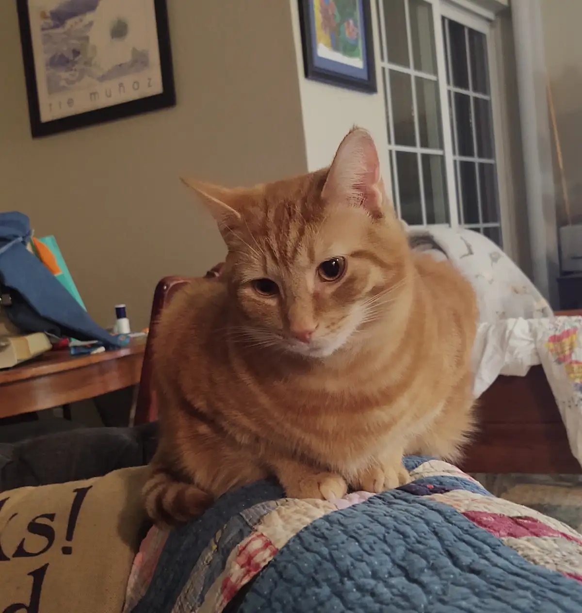 An orange tabby cat sits on a quilted blanket with a bored, unimpressed expression, looking directly at the camera. The…