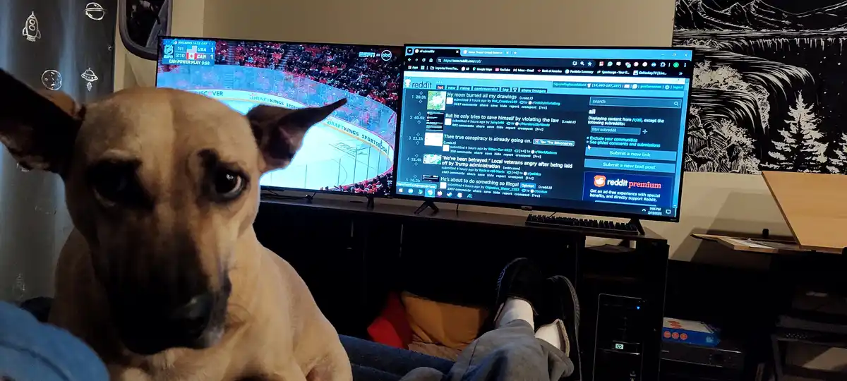 A tan dog with large ears stares directly at the camera from a couch, positioned in front of two monitors. One monitor…